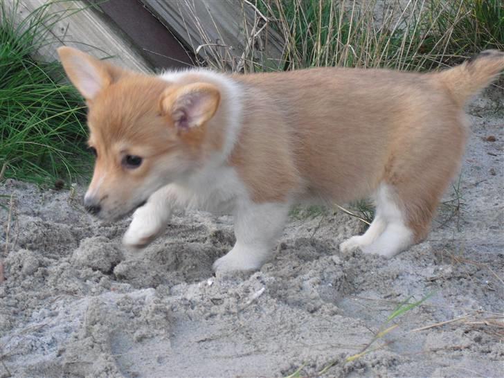 Welsh corgi pembroke Belle billede 15