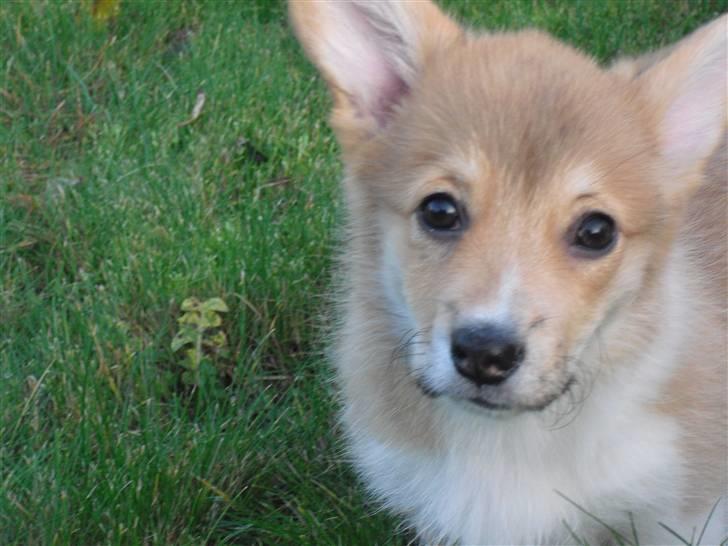 Welsh corgi pembroke Belle billede 16