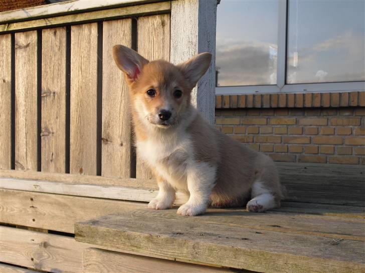 Welsh corgi pembroke Belle billede 17
