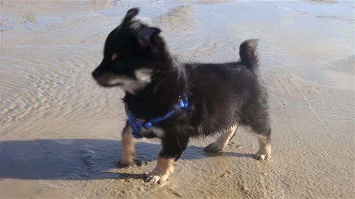 Chihuahua Luxus (Rødebros Apollo) - Strand, sand og vand....Meget bedre bliver det ikke! billede 2
