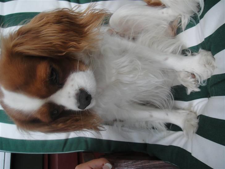 Cavalier king charles spaniel cocio billede 13