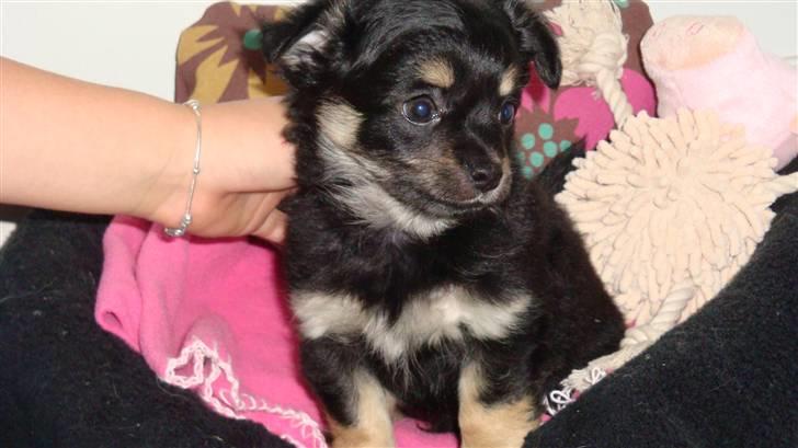 Chihuahua Luxus (Rødebros Apollo) billede 3