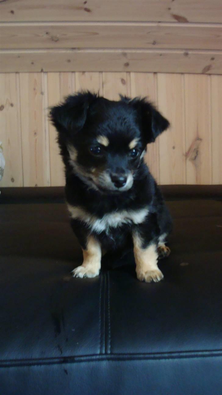 Chihuahua Luxus (Rødebros Apollo) billede 4