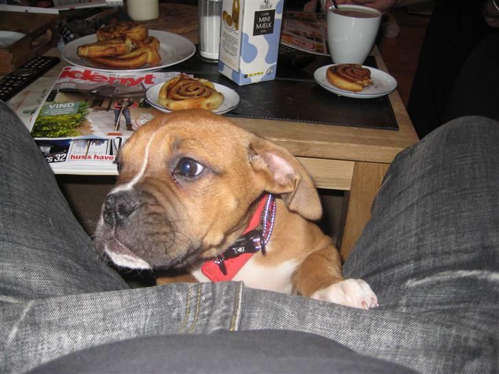 Blanding af racer Trunte R.I.P. 18-7-2011 billede 2