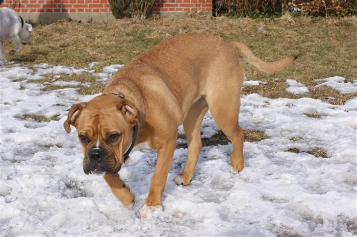 Blanding af racer Trunte R.I.P. 18-7-2011 - 5-03-2010 billede 3