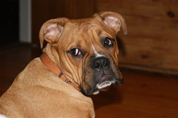 Blanding af racer Trunte R.I.P. 18-7-2011 billede 4