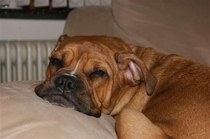 Blanding af racer Trunte R.I.P. 18-7-2011 - flader helt ud ;) billede 6