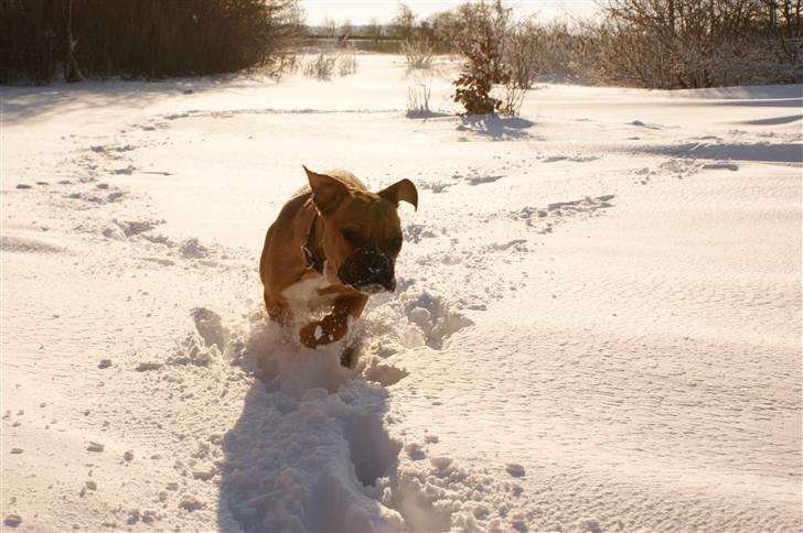 Blanding af racer Trunte R.I.P. 18-7-2011 - Fuld fart frem i sneen billede 7