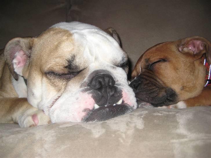 Blanding af racer Trunte R.I.P. 18-7-2011 billede 8