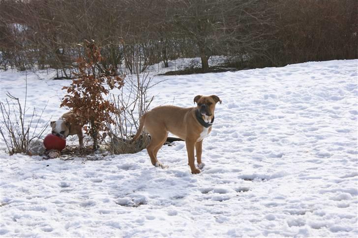 Blanding af racer Trunte R.I.P. 18-7-2011 - 05-03-2010 billede 9