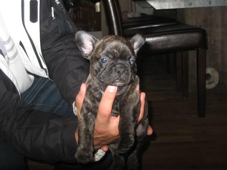 Fransk bulldog Basse - Her  er jeg ikke så stor! billede 11