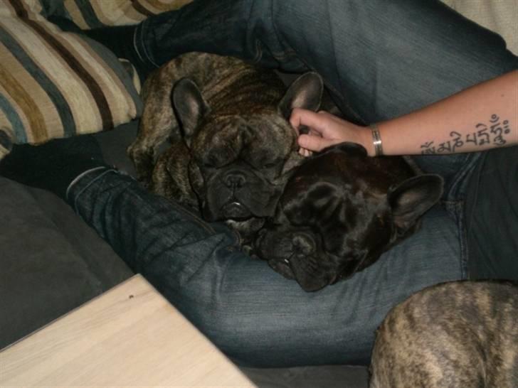 Fransk bulldog Basse - Mig og Nimbus kan sagtens klemme os ned her. billede 12