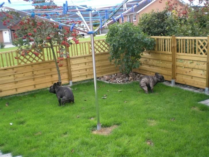 Fransk bulldog Basse - Mig og Harley i haven...vi laver vist det samme. billede 13