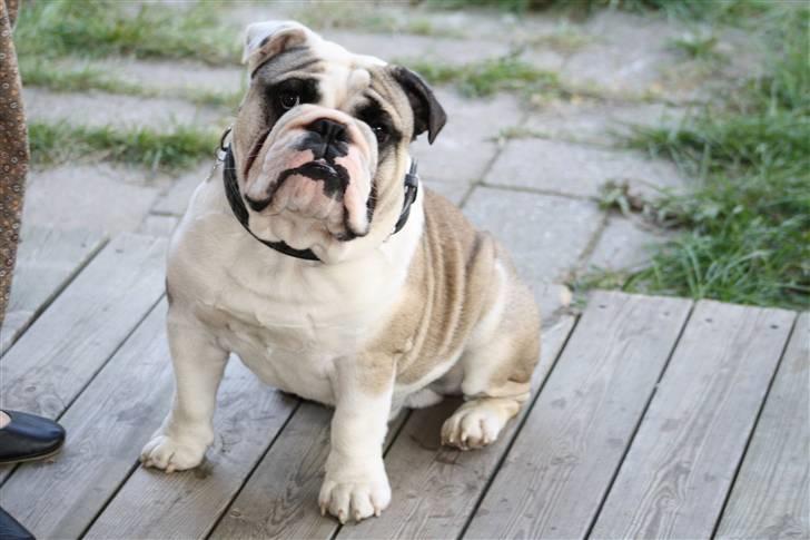 Engelsk bulldog Quark - Er jeg ikke fin... dagen før 1 års fødselsdag billede 1