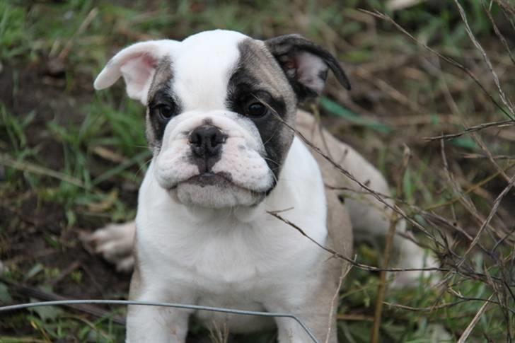 Engelsk bulldog Quark - 8 Uger gammel billede 2