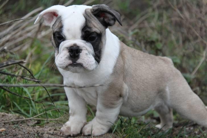 Engelsk bulldog Quark - 8 Uger gammel billede 3