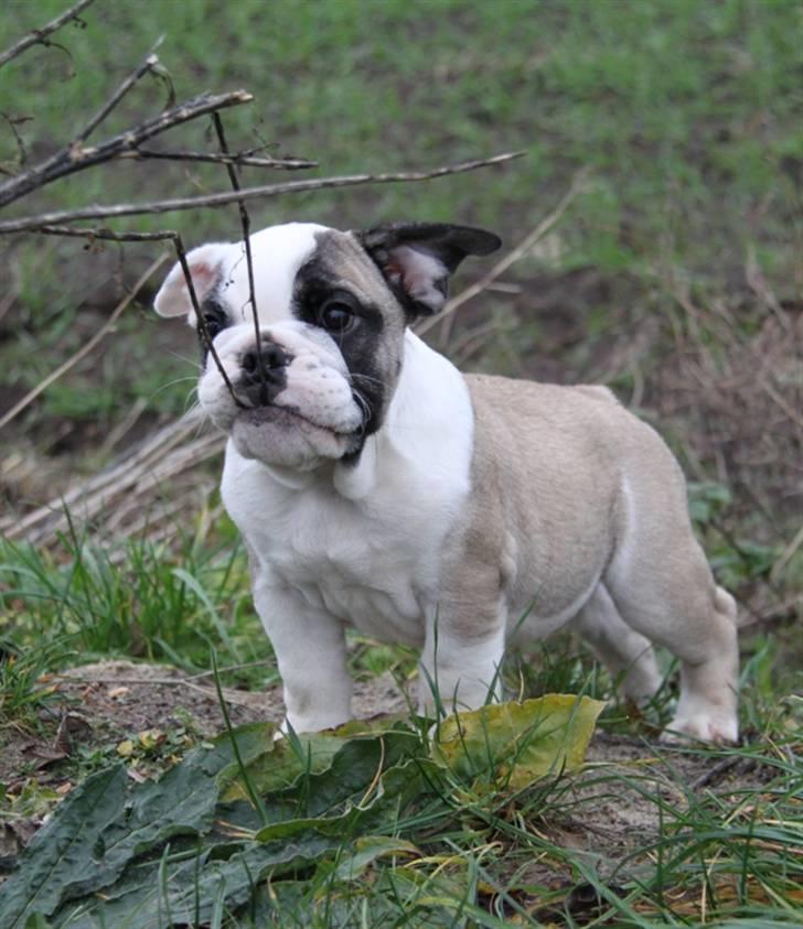 Engelsk bulldog Quark - 8 Uger gammel billede 4