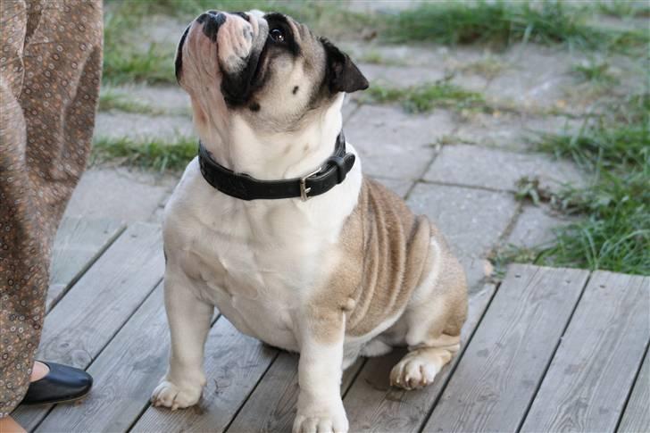 Engelsk bulldog Quark - Har du noget til mig ??? billede 5
