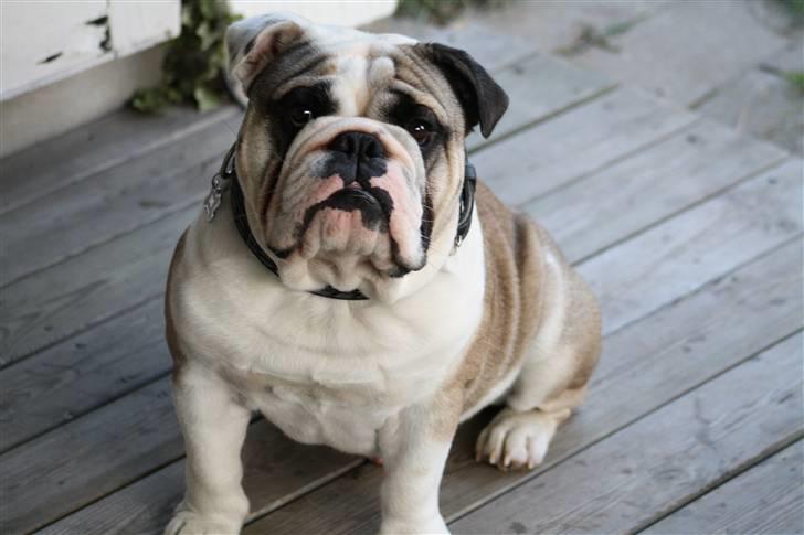 Engelsk bulldog Quark billede 6