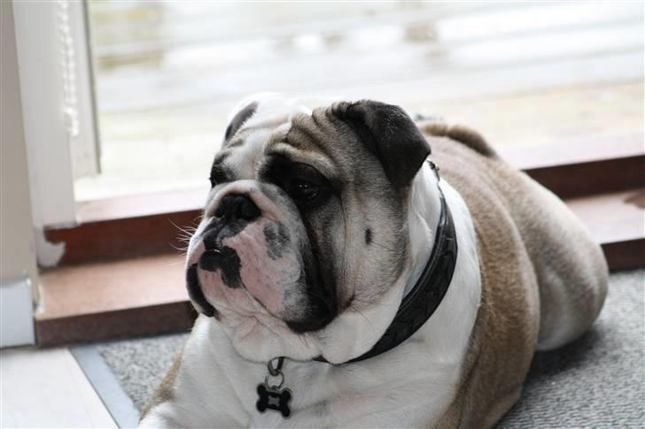 Engelsk bulldog Quark billede 7
