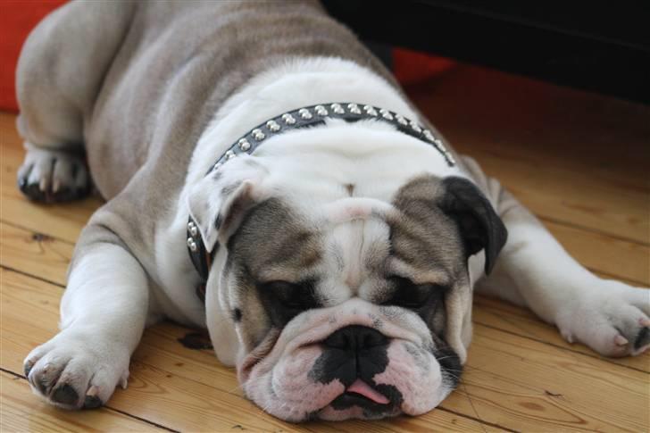 Engelsk bulldog Quark - Efter en tur i sneen i haven er der dejligt foran brændeovnen billede 8