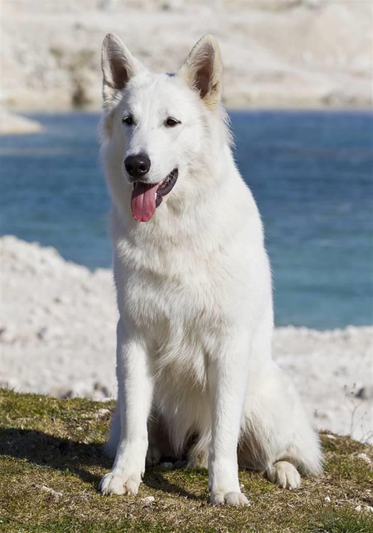Hvid schæfer Iakin-Boaz billede 1