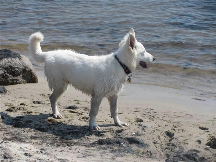 Hvid schæfer Iakin-Boaz billede 2