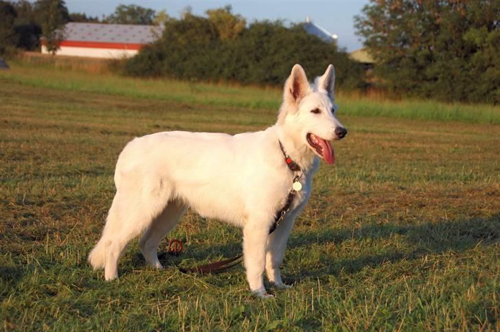 Hvid schæfer Iakin-Boaz billede 3
