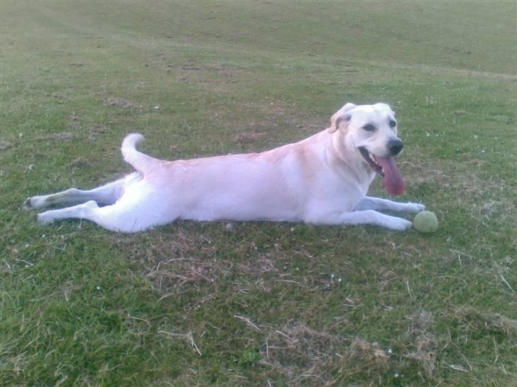 Labrador retriever Trunte - Se hvor lang jeg er billede 1