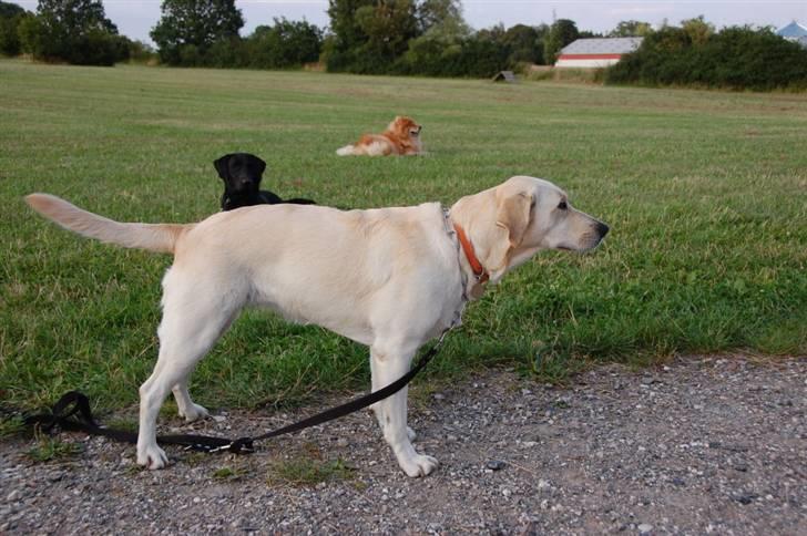 Labrador retriever Trunte - Skal der ikke snart ske noget billede 2