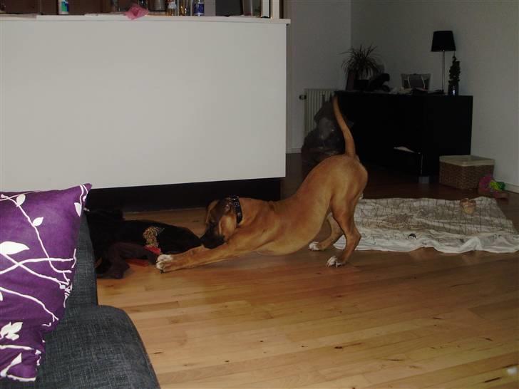 Blanding af racer Alonso billede 9