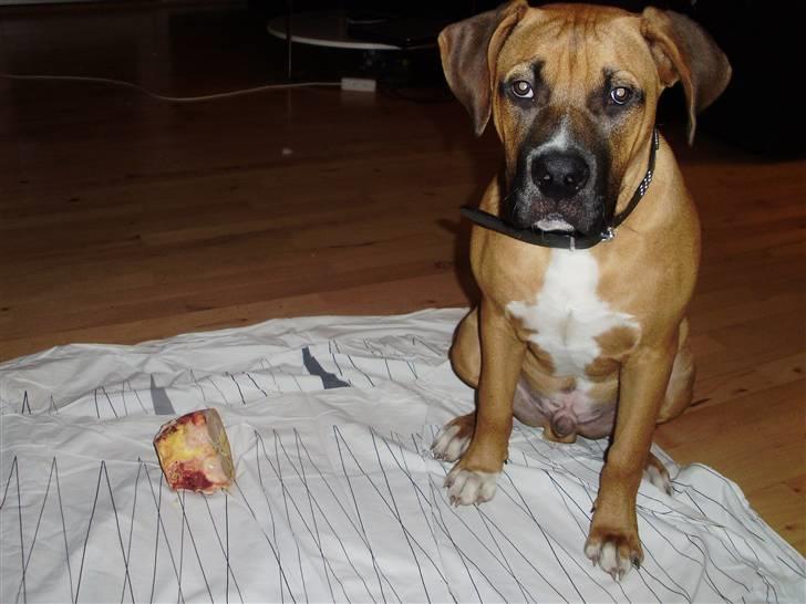 Blanding af racer Alonso - En meget stolt Alonso med sit nye knaveben :) billede 10