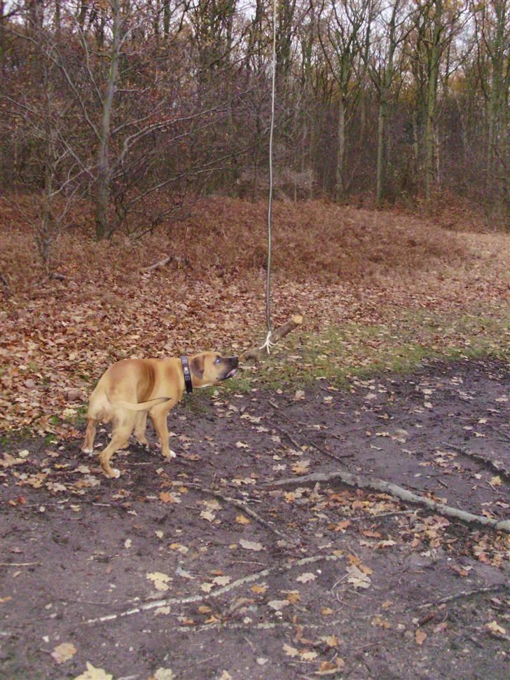 Blanding af racer Alonso - En tur i skoven :) billede 11