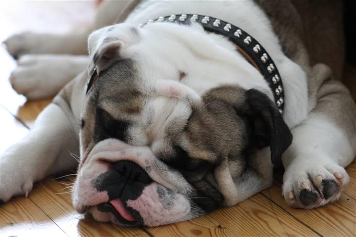 Engelsk bulldog Quark - ZZZZZZ billede 9