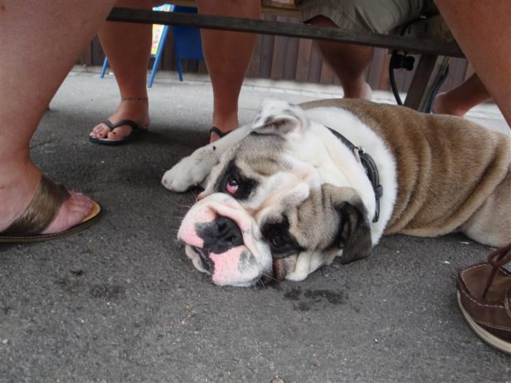 Engelsk bulldog Quark - Åhhh kan du ikke snart lade mig sove i fred billede 10