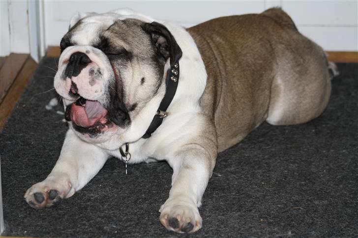 Engelsk bulldog Quark - GAAAAABB billede 11
