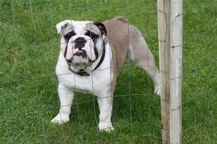 Engelsk bulldog Quark - Skal jeg ikke med ??? billede 12