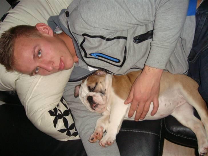 Engelsk bulldog Carla billede 8