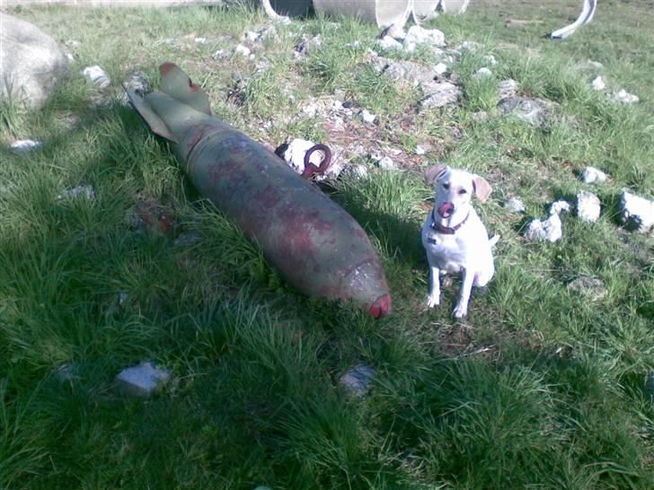 Labrador retriever Trunte - Se hvad jeg har fundet, kan jeg blive bombehund? billede 6