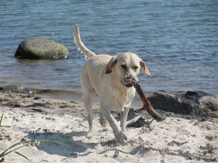 Labrador retriever Trunte - Det skal jo ikke være arbejde det hele billede 7