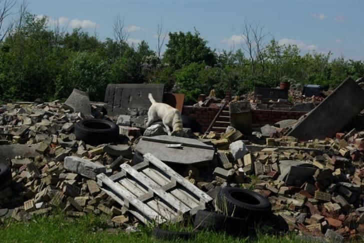 Labrador retriever Trunte - Jeg ved du er hernede billede 9