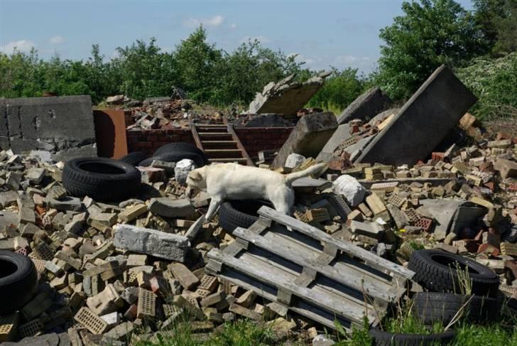 Labrador retriever Trunte billede 10