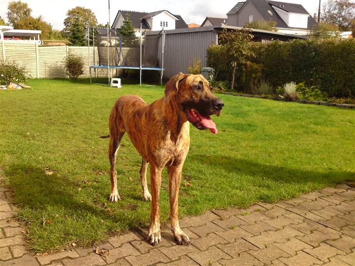 Grand danois Horsebjergs Siciliano Jaz - Smukke Sassy billede 1