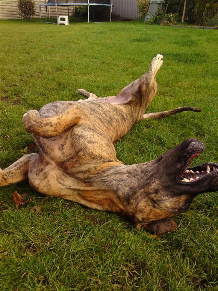 Grand danois Horsebjergs Siciliano Jaz - yeah...livet er fedt !!! billede 2