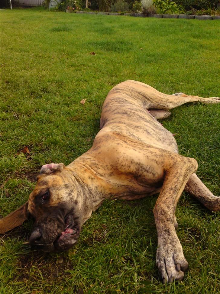 Grand danois Horsebjergs Siciliano Jaz - arhhhh....det er fedt det her !!! billede 3