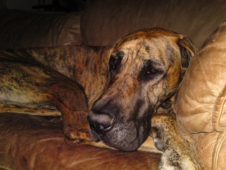 Grand danois Horsebjergs Siciliano Jaz - Jeg elsker bare den sofa billede 4