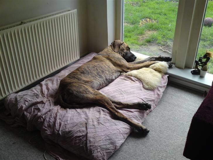 Grand danois Horsebjergs Siciliano Jaz - ZZZzzzz...!! billede 5