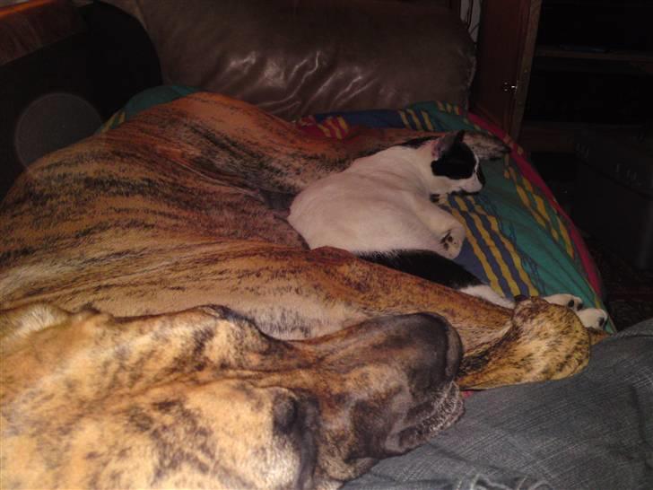 Grand danois Horsebjergs Siciliano Jaz - Sassy og Speedy tager en middagslur billede 6