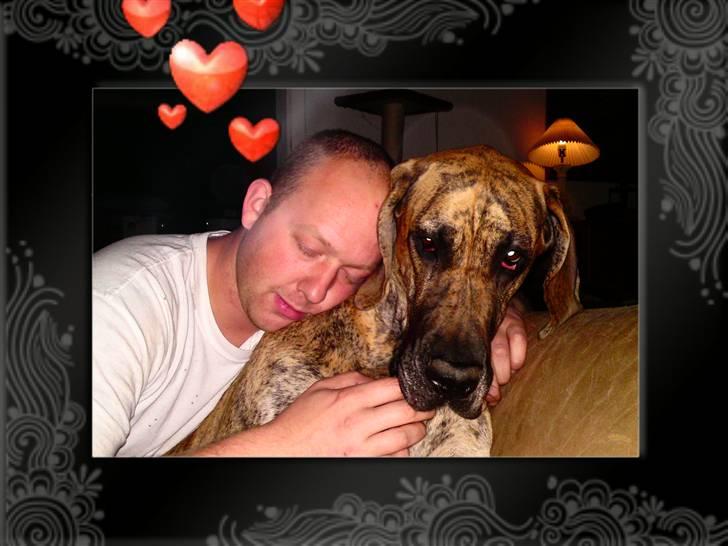 Grand danois Horsebjergs Siciliano Jaz - Mig og far billede 7