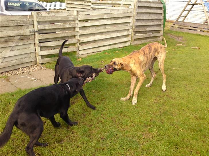 Grand danois Horsebjergs Siciliano Jaz - Hygge med mine legekammerater billede 8